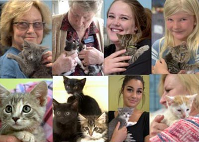 Kittens at North County Humane Society