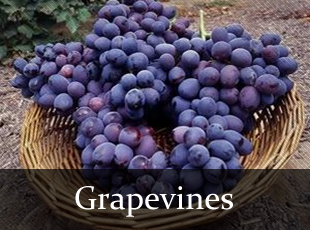 grapevines.png
