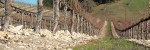 whalebone vineyard - Paso Robles-green row.jpg