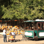 Huge selection of pumpkins are available