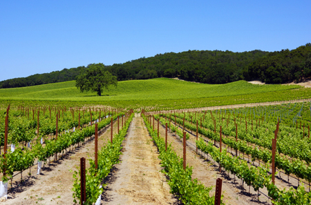11 Reasons to Go to Paso Robles Now