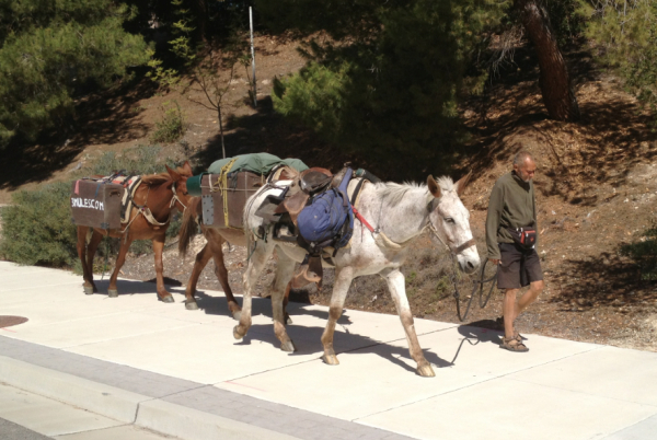 John Sears, 65, with his mules “Little Girl,” “Lady” and “Pepper.”