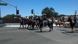 cattle drive paso robles