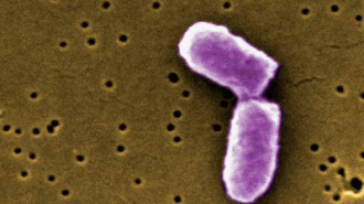 E. coli paso robles