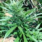 marijuana in the hills