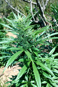 marijuana in the hills