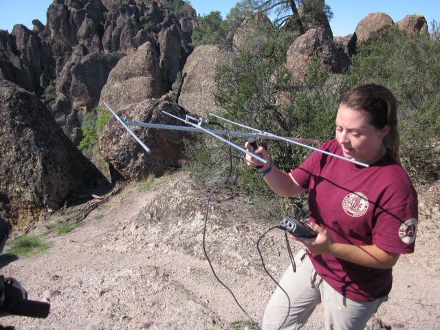 Wildlife biologist Rose Fielding adjusts her listening antenna.