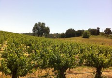 vineyard listings