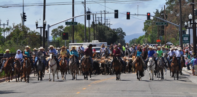 CMSF, Cattle Drive