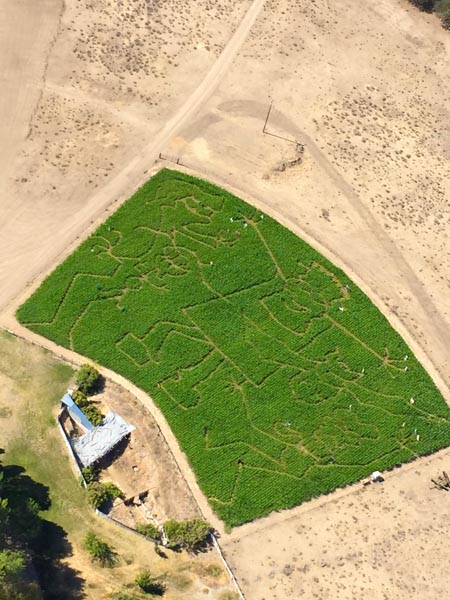 The corn maze this year is of Frankenstein and his friends. 