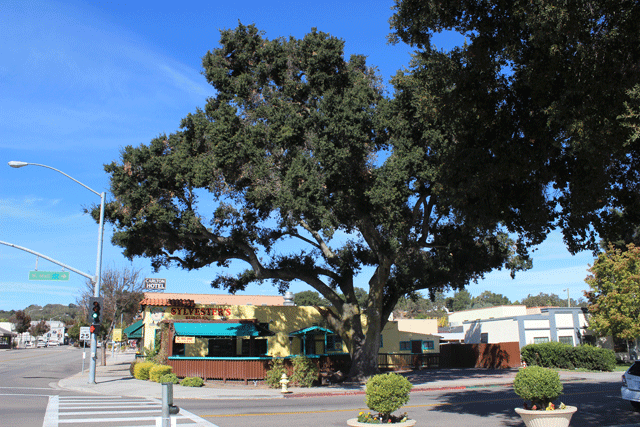 This Coast Live Oak in front of Sylvester's in Atascadero will be removed in the near future after the Atascadero City Council denied an appeal of the planning commission's approval. Photo by Heather Young