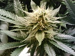 marijuana bust
