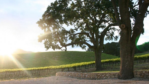 HammerSky Vineyard is located at 7725 Vineyard Dr. in Paso Robles.