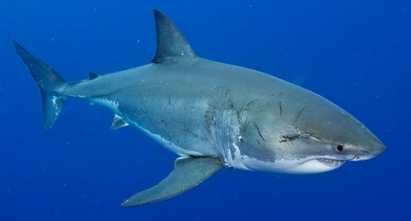 great white shark on central coast