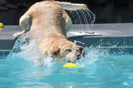 Dog Splash Days 2