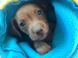 Second Chance at Love Humane Society, Cheri Lucas, WeHelpGive, save sick rescue pups and dogs