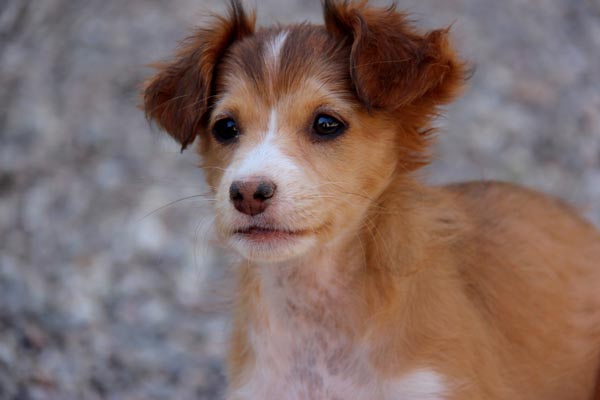 Ginger is one of the five puppies now available for adoption. 