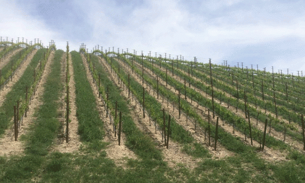 The Independent Grape Growers of the Paso Robles Area (IGGPRA) will hold its June Seminar, June 2.