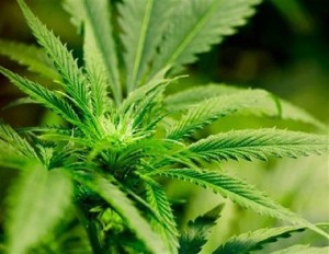 medical marijuana in Paso Robles