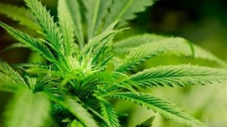 marijuana grow templeton