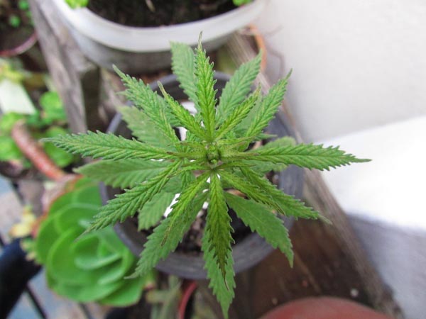 medical marijuana paso robles
