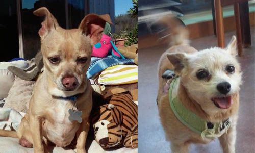 Adoptable pets of the week: Dinky and Toby - Paso Robles Daily News