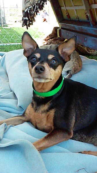 Bebe is available for adoption at Meade Canine Rescue. 