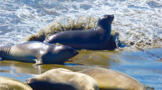 friends of the elephant seals presentation paso robles