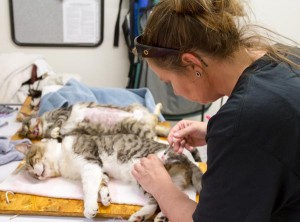Rachelle Hiser, a NCHS cat care tech, gives a vaccination to a feral cat.