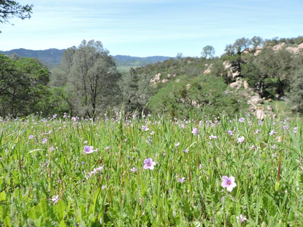 Recent rains have brought wildflowers to North County. Photo by Skye Ravy. 