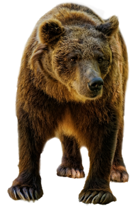 Stock photo of a brown bear. 