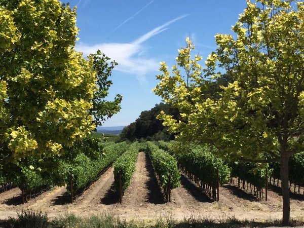 Top 10 Paso Robles wineries