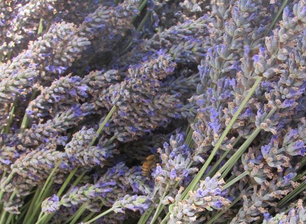 Bee in the lavender 1