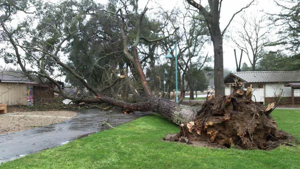 A fallen tree at Atascadero Lake Park. Posted by the City of Atascadero. 