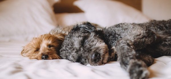 pet-friendly hotels in paso robles
