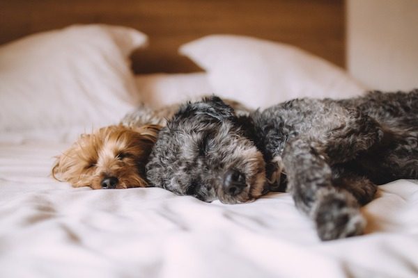 dog friendly hotels paso robles
