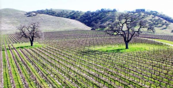 Backroads wineries paso robles