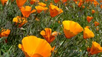 wildflower viewing in california 2020 season