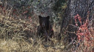 Black bear spotted in Santa Margarita foraging wine grapes