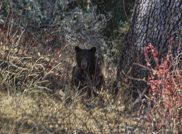 Black bear spotted in Santa Margarita foraging wine grapes 