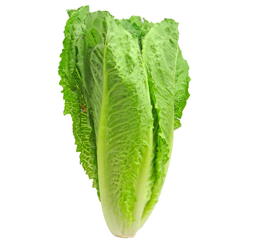 Warning not to eat Romain lettuce