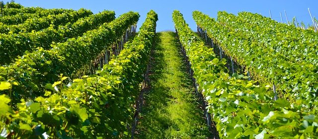 best single vineyard wines Paso Robles
