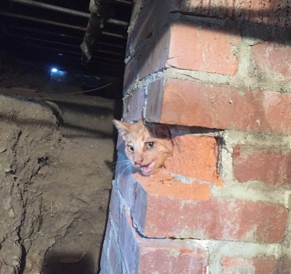 Cat rescued from abandoned chimney 