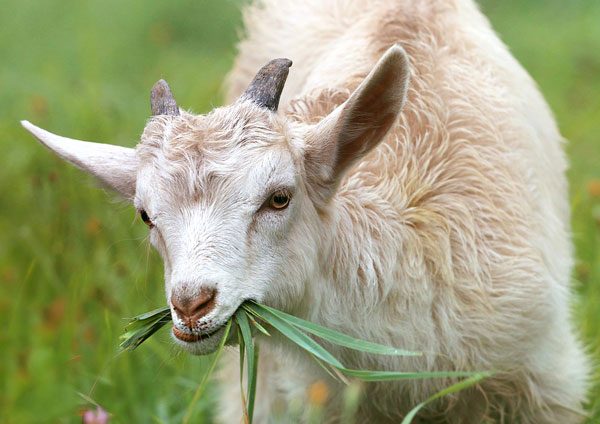 goats eating weeds on highway 1
