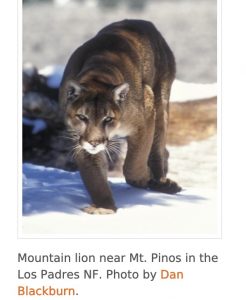 State commission grants temporary protections for mountain lions
