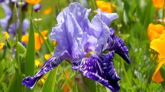 irises in Templeton charlee smith