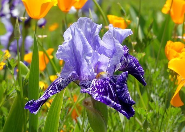 irises in Templeton charlee smith