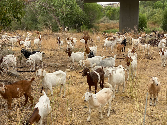 Goats-and-sheep-graze-salinas-riverbed-IMG_1894