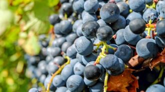 wine grapes stock photo