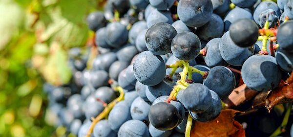 wine grapes stock photo